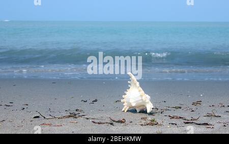 Eine Muschel oder Sea Shell, auch einfach als Shell bezeichnet, ist ein hartes, äußere Schicht um ein Tier, das im Meer leben. Die shell ist Teil Stockfoto