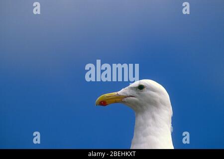 Schwarzrückenmöwe, Nova Scotia. , Kopfschuss. Profil. Stockfoto