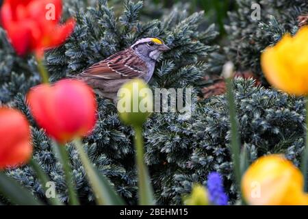 Weißkehlchen - brauner singvogel mit gelbem Fleck Frühlingsgarten - Zonotrichia albicollis oder Weißkehlchen amerikanischer Sperling - Passerellidae. Stockfoto