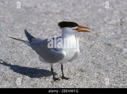 Royal Tern, Florida. Stockfoto