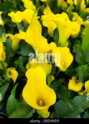 Gelbe Calla Lilie blüht im Frühling Stockfoto