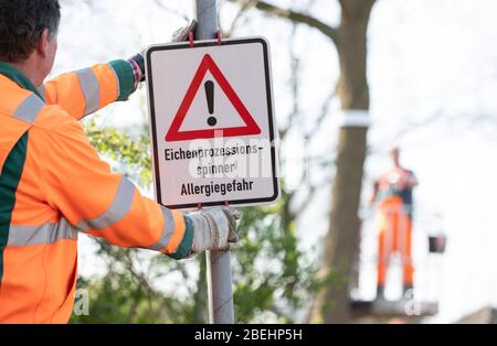 Nordhorn, Deutschland. April 2020. Ein Schild warnt vor Prozessionsmüttern aus Eichenholz und einer von ihnen droht Allergie-Gefahr. Im Frühjahr werden sich die Raupen der Eichen-Prozessionsmotte wieder über das gesamte Gebiet ausbreiten. Die Stadt wird 200 sogenannte Baumringenfallen installieren, um die Raupen des Tieres zu bekämpfen. Quelle: Friso Gentsch/dpa/Alamy Live News Stockfoto