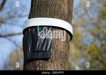 Nordhorn, Deutschland. April 2020. Eine Eichen-Prozessionsfalter-Falle hängt von einem Baum. Im Frühjahr werden sich die Raupen der Eichen-Prozessionsmotte wieder über das gesamte Gebiet ausbreiten. Die Stadt wird 200 sogenannte Baumringenfallen installieren, um die Raupen des Tieres zu bekämpfen. Quelle: Friso Gentsch/dpa/Alamy Live News Stockfoto