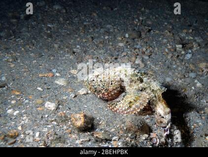 Gefleckte Skorpionfische (Scorpionena plumieri) in der Nacht, in der Wartezeit auf dem Meeresboden zu Hinterhalt Beute, Riviera Beach, Florida, Vereinigte Staaten, Farbe Stockfoto