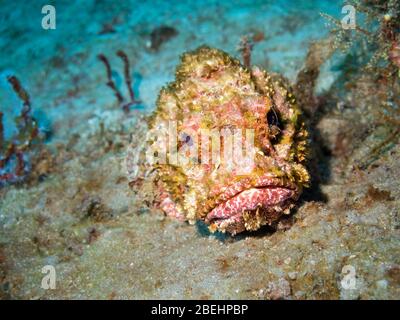 Gefleckte Skorpionfische (Scorpionena plumieri) liegen in der Wartezeit auf dem sandigen Meeresboden Beute Hinterhalt, Palm, Strand, Florida, Vereinigte Staaten, Nordamerika, Farbe Stockfoto