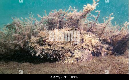 Scorpionfisch (Scorpiona plumieri) liegt in Algen auf dem Meeresboden warten Beute Hinterhalt, Riviera Beach, Florida, Vereinigte Staaten, Farbe Stockfoto