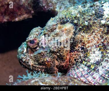 Scorpionfisch (Scorpiona plumieri) liegt in der Erwartung, Beute auf einem Korallenriff, St. Lucia, Karibik, Atlantik, Farbe überfallen Stockfoto