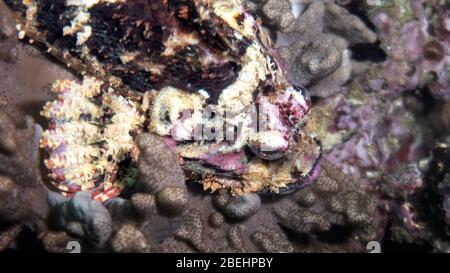 Bärtiger Skorpionfisch (Scorpionopsis barbata) liegt in Fingerlederkorallen (Sinularia polydactyl), wartet auf Beute, Golf von Oman, Indischer Ozean Stockfoto