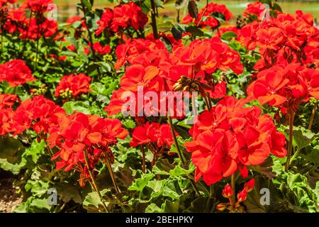 Pelargonium Lara Starshine, die am häufigsten als Zierpflanze verwendete Pelargonium-Art. Stockfoto