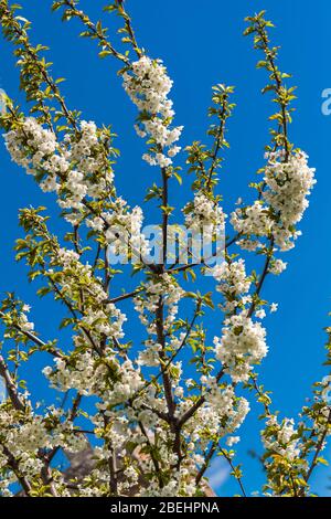 Kirschblüte (Gattung Prunus). Die bekannteste Art ist die japanische Kirsche Prunus serrulata. Stockfoto