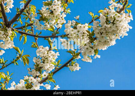 Kirschblüte (Gattung Prunus). Die bekannteste Art ist die japanische Kirsche Prunus serrulata. Stockfoto