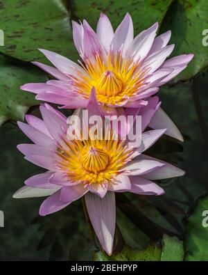 Nelumbo nucifera, eine Wasserpflanze auch bekannt als indischer Lotus, heiliger Lotus, Bohne aus Indien, ägyptische Bohne oder einfach Lotus. Stockfoto