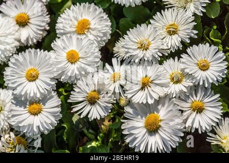 Englische Gänseblümchen (bellis perennis) eine gemeinsame europäische Art von Gänseblümchen, Familie Asteraceae. Stockfoto