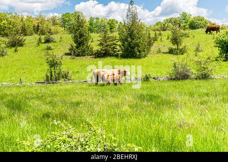 Lang Pioneer Village Keene Ontario Peterborough County Canada im Sommer Stockfoto