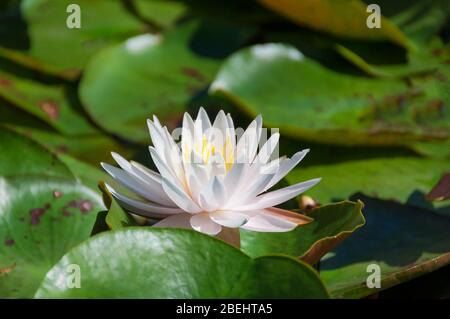 Nahaufnahme von weißem Lotus, Seerose Blume floralen Hintergrund Stockfoto