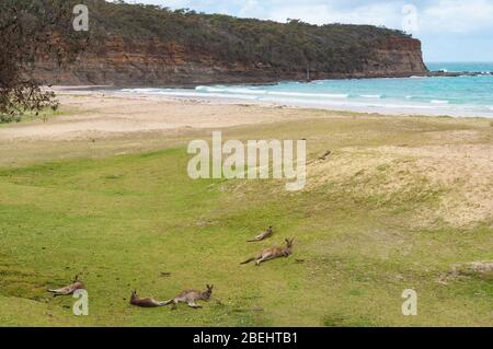 Kängurus entspannen an einem Strand mit türkisblauem Meer im Hintergrund. Tourismus in Australien Stockfoto