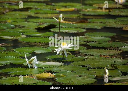 Blühender weißer Lotus, Lilienblüte in einem Teich. Floraler Hintergrund Stockfoto