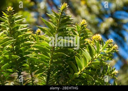 Nahaufnahme von grünen Farnblättern, Palme, Naturhintergrund Stockfoto