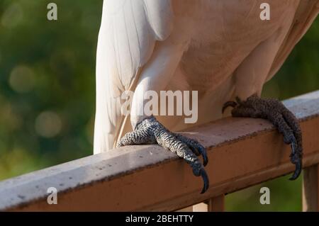 Nahaufnahme von schwefelgeämmten Kakadu-Vogelfüßen. Australische Wildtierszene Stockfoto