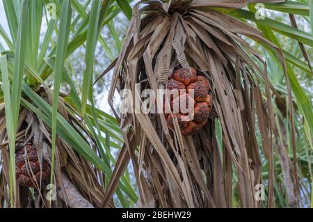 Pandanus Palme mit grünen Blättern und reifen Früchten Natur Hintergrund. Fruchtende Pandanus Schraube Palme Pflanze wächst in der Wildnis Stockfoto