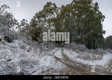 Schneebedeckte Feldweg im Wald. Ländliche Verkehrsinfrastruktur. Snowy Mountains, Australien Stockfoto