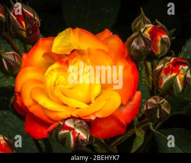 Nahaufnahme einer orangefarbenen Rose, umgeben von Knospen. Eine Rose ist eine holzige mehrjährige blühende Pflanze der Gattung Rosa, in der Familie Rosaceae. Stockfoto