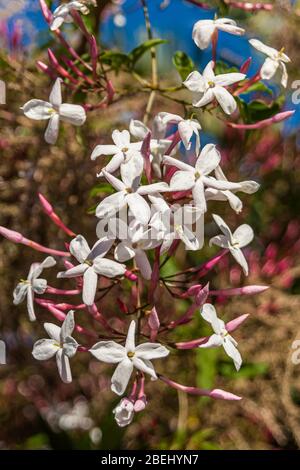 Jasminum officinale, auch bekannt als der gewöhnliche Jasmin oder einfach Jasmin, ist eine Art blühender Pflanze aus der Olive Familie Oleaceae. Stockfoto
