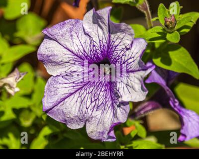 Petunia ist eine Gattung von 20 Arten von blühenden Pflanzen südamerikanischen Ursprungs. Stockfoto