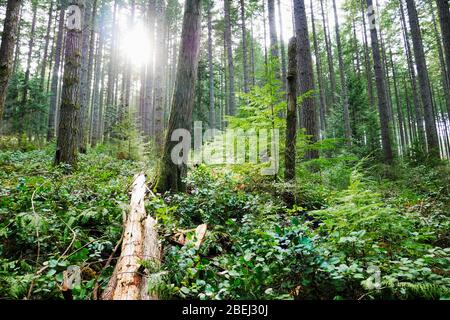 Grüne Waldlandschaft mit Sonnenlicht durch die Bäume Stockfoto