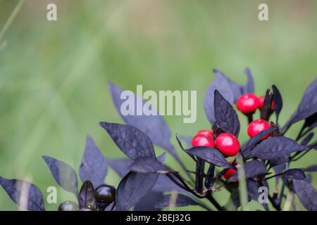 Schwarze Perle Chili-Pfeffer-Pflanze (Capsicum annuum) mit roten Früchten und dunklen Blättern im Garten. Eine große Zierpflanze, die essbar ist. Stockfoto