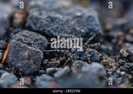 Makroaufnahme einer wilden Spinne auf dem Boden mit gestromten Beinen Stockfoto