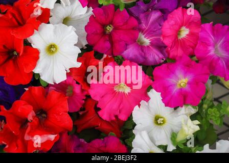 Petunia, Petunien im Tablett, Petunia im Topf, gemischte Farbe. Stockfoto