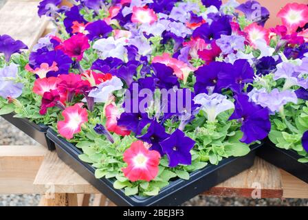 Petunia, Petunien im Tablett, Petunia im Topf, gemischte Farbe. Stockfoto