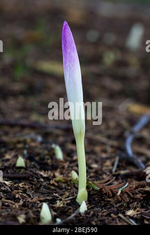 Eine frisch aufgetauchte Blütenknospe eines Herbst-Krokus (Colchicum autumnale). Stockfoto