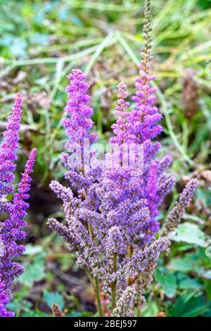 Blütenköpfe von Astilbe chinensis, var, pumila. Stockfoto