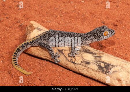 Goldschwanz-Gecko Stockfoto