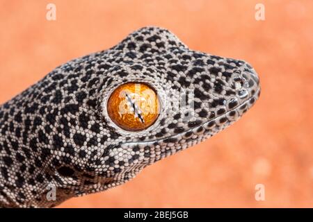 Nahaufnahme des Geckos mit dem goldenen Schwanz Stockfoto