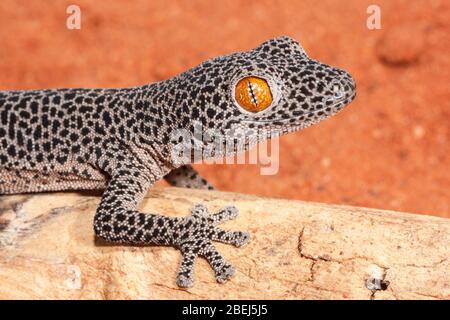 Nahaufnahme des Geckos mit dem goldenen Schwanz Stockfoto