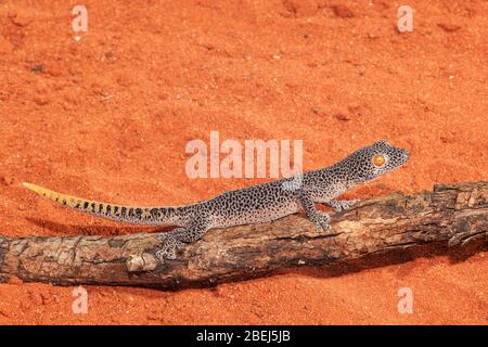 Goldschwanz-Gecko Stockfoto