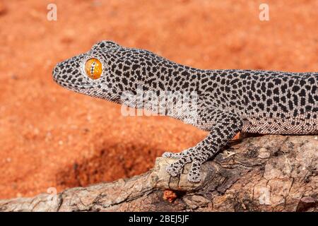 Nahaufnahme des Geckos mit dem goldenen Schwanz Stockfoto