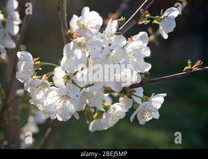 Nahaufnahme des blühenden Kirschbaums im Frühjahr Stockfoto