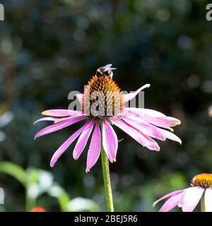 Eine Bumblebee auf einer Purpurblume (Echinacea purpurea). Stockfoto
