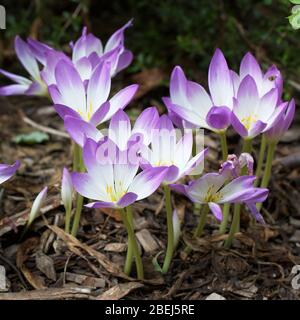 Eine blühende Gruppe von Herbst Crocus (Colchicum autumnale). Stockfoto