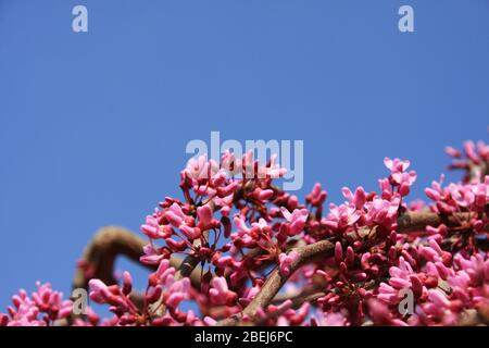 Rosa Blüten der blühenden östlichen Redbud, Cercis Canadensis, Lavendel Twist in Richtung blauer Himmel in der Frühjahrssaison Nahaufnahme Judas Tree Stockfoto