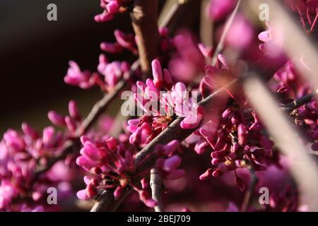 Rosa Blüten der blühenden östlichen Redbud, Cercis Canadensis, Lavendel Twist in Richtung blauer Himmel in der Frühjahrssaison Nahaufnahme Judas Tree Stockfoto