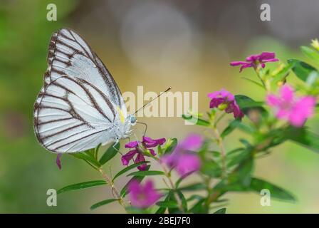 Gestreifter Albatros Schmetterling - Appias libythea, kleiner weißer Schmetterling aus südostasiatischen Wiesen und Wäldern, Malaysia. Stockfoto