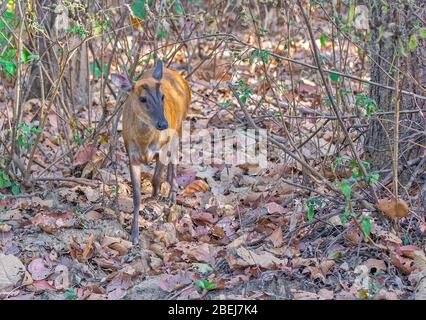 Ein Barking Deer im Kanha National Park, Madhya Pradesh, Indien Stockfoto