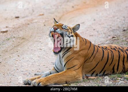 Ein Tigress gähnt im Kanha National Park, Madhya Pradesh, Indien Stockfoto