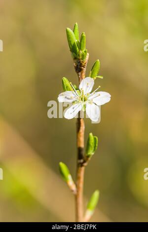 Blühende weiße Blüten des Schlehdorns oder der Schlehe (Prunus spinosa) Strauch Stockfoto