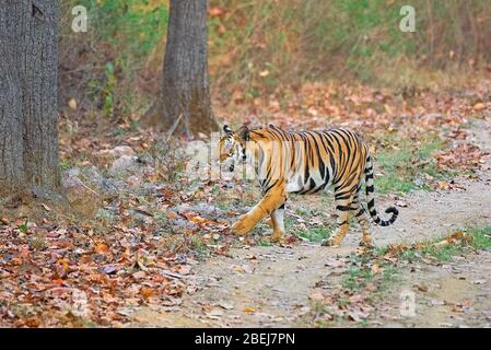 Eine majestätische Tiger, die auf der Safari-Strecke im Kanha Tiger Reserve, Madhya Pradesh, Indien, läuft Stockfoto